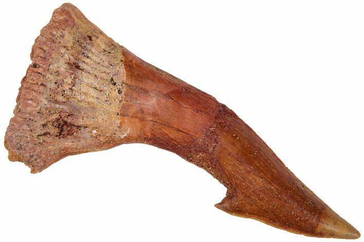 Bargain, Fossil Sawfish (Onchopristis) Rostral Barb - Composite #208893